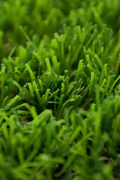 Sequoia 40mm Artificial Grass image 2