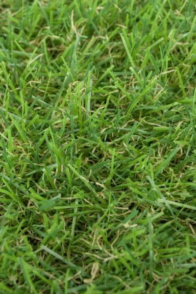 Sherbrooke 30mm Artificial Grass image 2